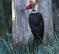 Pileated Woodpecker