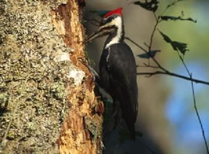 Pileated Woodpecker