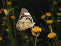Pine White Butterfly