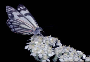Pine White Butterfly