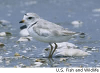 Piping Plover