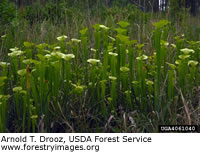 Pitcher Plant