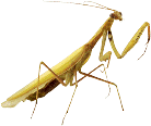 Praying Mantis