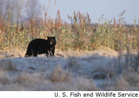 Black Bear