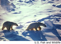 Polar Bear