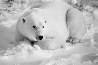 Polar Bear