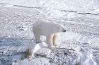 Polar Bear