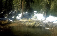 Pond