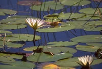 Pond