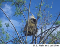 Porcupine