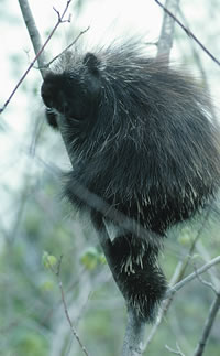 Porcupine