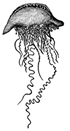 Copepod
