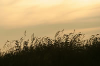 Prairie
