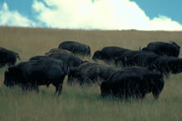 Bison on the prairie