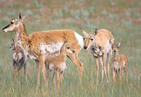 Pronghorn