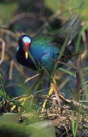 Purple Gallinule