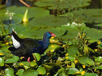 Purple Gallinule