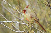 Pyrrhuloxia