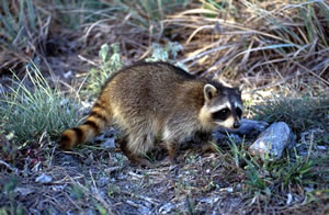 raccoon1sm.jpg