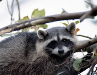 external image racoonsm.jpg