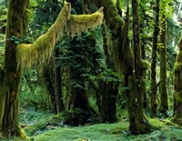 Rainforest