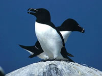 Razorbill