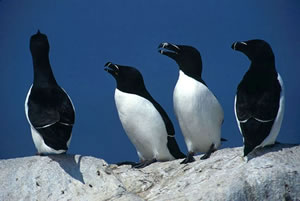 Razorbill
