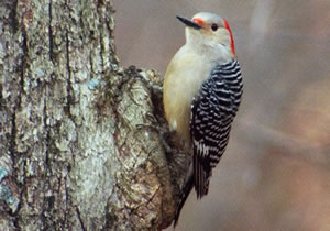 Red-bellied Woodpecker