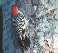 Red-bellied Woodpecker