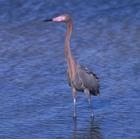 Reddish Egret