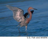 Reddish Egret