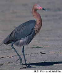 Reddish Egret