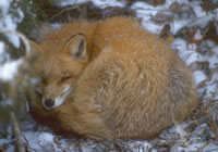 Red Fox