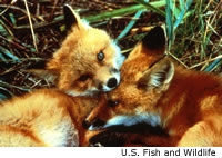 Behavior - Red Fox Behavior - Red Fox