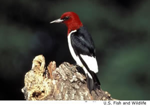 Red-headed Woodpecker