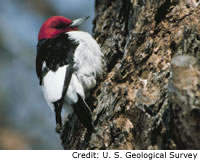 Red-headed Woodpecker