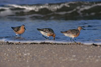 Red Knot