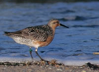 Red Knot