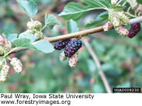 Red Mulberry