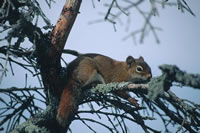 Red Squirrel