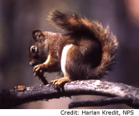 Red Squirrel
