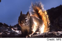 Red Squirrel
