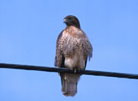 Red-tailed Hawk