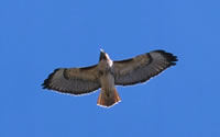 Red-tailed Hawk