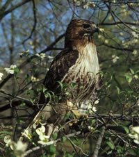 Red-tailed Hawk