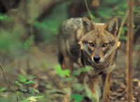 Red Wolf