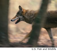 Red Wolf