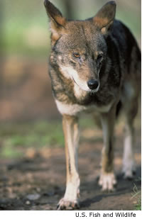 Red Wolf