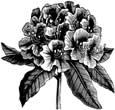 rhododendron