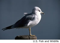 Ring-billed Gull